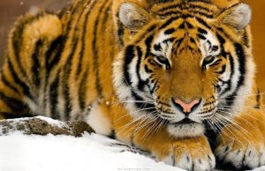 Allarme WWF: crimini contro la natura, quarto mercato criminale del pianeta