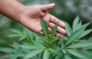 La Microsoft punta sulla marijuana