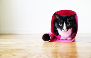 Princess Cheeto, come i gatti cambiano la vita di un uomo (FOTO)