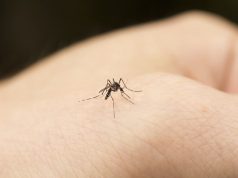 9 rimedi naturali per allontanare le zanzare