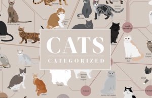 Cats, Categorized: tutte le razze dei gatti in un poster (FOTO)