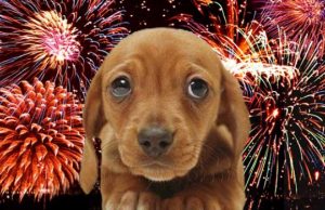 Capodanno 2017: come proteggere dai botti il nostro animale Capodanno