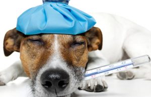 Febbre canina: come capire se il cane ha la febbre