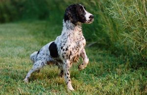 Come eliminare i cattivi odori del cane