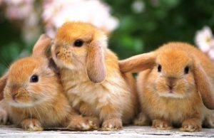 Coniglio domestico: come prendersi cura di un coniglio coniglio domestico