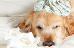 insufficienza cardiaca al nostro cane: le malattie cardiache insufficienza cardiaca