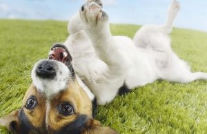 Addestrare un cane: ecco alcuni consigli addestrare un cane