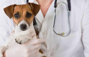 Malattie del cane: come proteggerlo