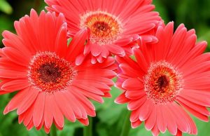 Gerbera: il fiore per ogni occasione gerbera