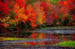 Il foliage è la magia dell’autunno: dove trovarlo