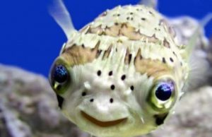 Anche i pesci si emozionano