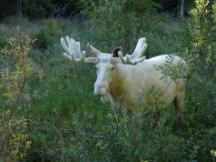 L’alce bianco sopravviverà
