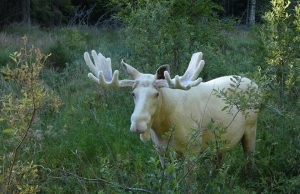 L’alce bianco sopravviverà