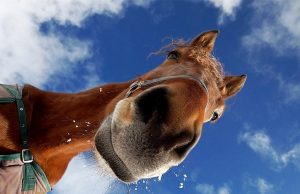 I cavalli ci capiscono