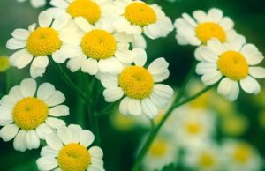 Mal di testa studi sul Partenio come rimedio naturale Mal di testa studi