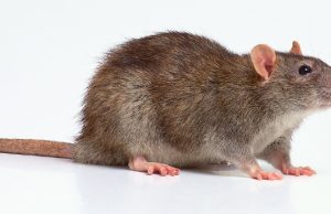 Topo di fogna: i pericoli per la salute dell’uomo topo di fogna