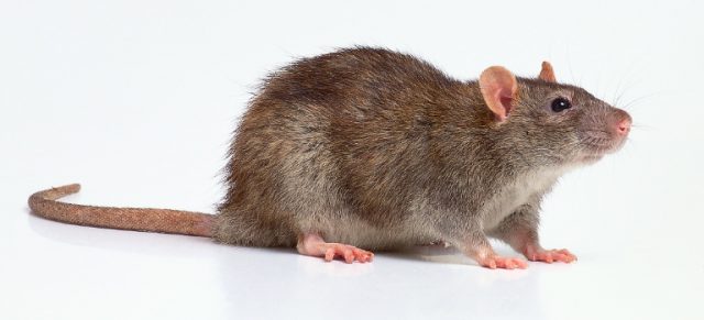 topo di fogna topo di fogna