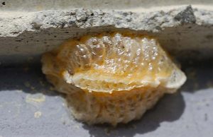 Larve di scarafaggio, come riconoscerle ed eliminarle Larve di scarafaggio