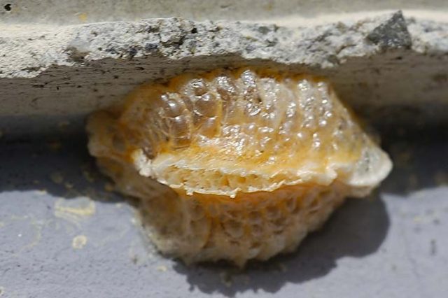 Larve di scarafaggio