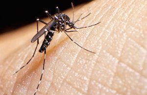 Brividi senza febbre: la psicosi del West Nile Brividi senza febbre