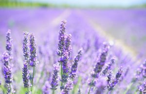 Le novità sui profumi invernali: una scelta difficile tra tante proposte