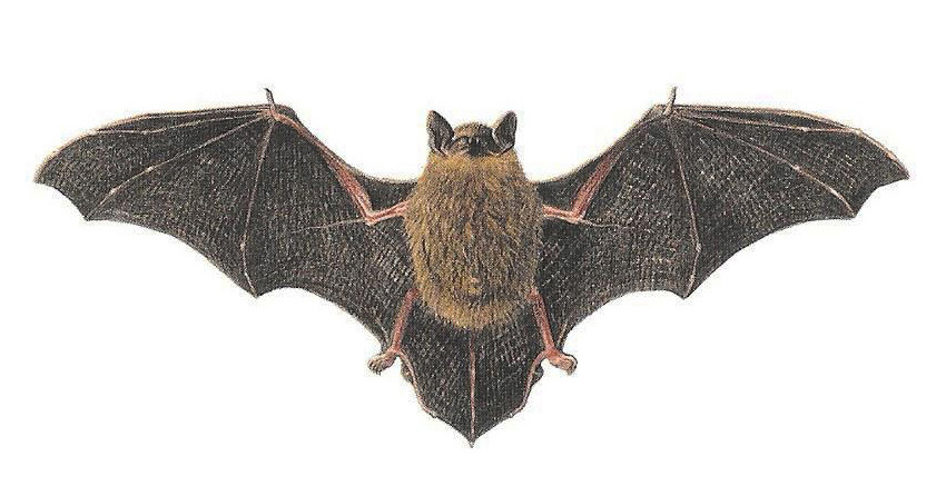 Bambino muore per il morso del pipistrello: cosa è la rabbia, come riconoscerla e cosa fare