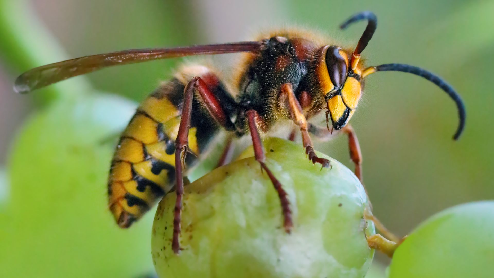 Morto perchè punto da un calabrone: sintomi, allergia, cosa fare subito e farmaco salvavita